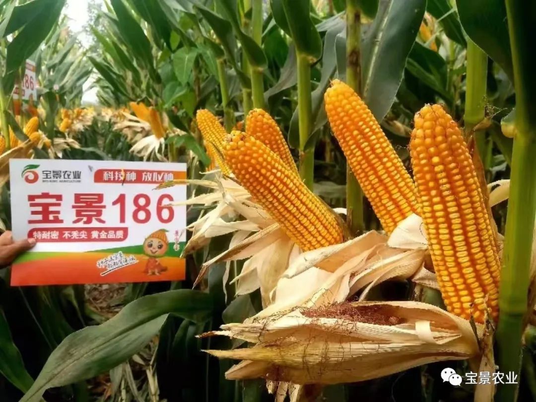 1648797190894298.jpg 05.jpg